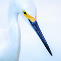 Portrait of an Egret by Mary Penny Johnson