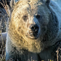 Portrait of Snow by Steven Krull