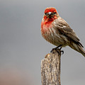 Posing Finch Photograph by Cathy Kovarik Posing Finch Photograph by Cathy Kovarik