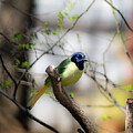 Posing Green Jay by Cheri Freeman