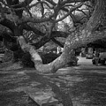 Postell Park Bench, St. Simons Island, 2004 Photograph by John Simmons Postell Park Bench, St. Simons Island, 2004 Photograph by John Simmons