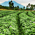 Potato Farm Batwa Trail Photograph by Matt Cohen Potato Farm Batwa Trail Photograph by Matt Cohen