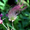 Prairie Smoke Photograph by Sarah Lilja Prairie Smoke Photograph by Sarah Lilja