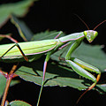 Praying Mantis Photograph by Christina Rollo Praying Mantis Photograph by Christina Rollo