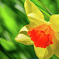 Precocious Daffodil Photograph by Marcy Wielfaert Precocious Daffodil Photograph by Marcy Wielfaert
