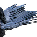Preening 2 Photograph by Mary Hone