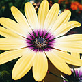 Pretty Eyed Flower Photograph by Dani McEvoy Pretty Eyed Flower Photograph by Dani McEvoy