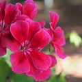 Pretty Flower 5 Photograph by C Winslow Shafer Pretty Flower 5 Photograph by C Winslow Shafer
