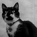 Pretty Kitty Photograph by Cathy Kovarik Pretty Kitty Photograph by Cathy Kovarik