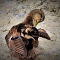 Pretty Mallard Preening Photograph by Linda Stern Pretty Mallard Preening Photograph by Linda Stern