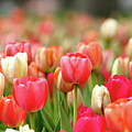 Pretty Pastels Photograph by Lens Art Photography By Larry Trager Pretty Pastels Photograph by Lens Art Photography By Larry Trager
