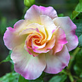 Pretty Rose Photograph by Cathy Kovarik Pretty Rose Photograph by Cathy Kovarik