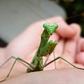 Praying Mantis by Bonnie McKeegan Praying Mantis by Bonnie McKeegan