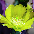 Prickly Pear Flower 25105 Photograph by Mark Myhaver Prickly Pear Flower 25105 Photograph by Mark Myhaver