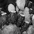 Prickly Pear in Black and White Painting by Hailey E Herrera Prickly Pear in Black and White Painting by Hailey E Herrera