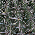 Prickly Photograph by Richard Wetterauer Prickly Photograph by Richard Wetterauer