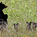 Protective Black Bear Photograph by Jennifer Robin Protective Black Bear Photograph by Jennifer Robin