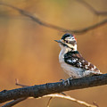 Proud Downy Woodpecker Photograph by Kristia Adams Proud Downy Woodpecker Photograph by Kristia Adams
