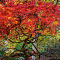 PT Defiance Japanese Maple by Rob Green
