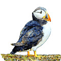 Puffin - Fratercula arctica by Karrie J Butler