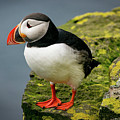 Puffin on Cliff edge Photograph by Stephen Sloan Puffin on Cliff edge Photograph by Stephen Sloan