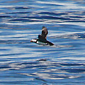 Puffins in Flight Digital Art by John Haldane