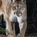 Puma Concolor Photograph by Randy Robbins Puma Concolor Photograph by Randy Robbins