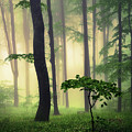 Pure Nature Photograph by Evgeni Dinev Pure Nature Photograph by Evgeni Dinev