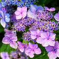 Purple and Pink Hydrangea Flowers  by Tatiana Travelways
