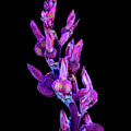 Purple Arrowroot by Frank Mari