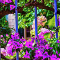 Purple bougainvillea garden by Tatiana Travelways