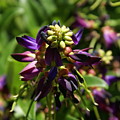 Purple Buds Photograph by Heather E Harman Purple Buds Photograph by Heather E Harman