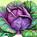 Purple Cabbage 5a Digital Art by Cathy Anderson Purple Cabbage 5a Digital Art by Cathy Anderson