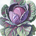 Purple Cabbage painting Digital Art by Cathy Anderson Purple Cabbage painting Digital Art by Cathy Anderson