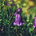 Purple Campanula scheuchzeri Photograph by Vaclav Sonnek Purple Campanula scheuchzeri Photograph by Vaclav Sonnek