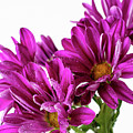 Purple Daisy Flower Photo Art Photograph by Gwen Gibson Purple Daisy Flower Photo Art Photograph by Gwen Gibson