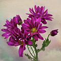 Purple Daisy Wall Art Print Photograph by Gwen Gibson Purple Daisy Wall Art Print Photograph by Gwen Gibson