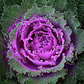 Purple Flowering Cabbage by Frank Mari