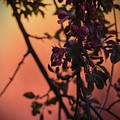 Purple Flowering Tree at Sunset Photograph by Jason Fink Purple Flowering Tree at Sunset Photograph by Jason Fink