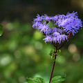 Purple Fuz Photograph by David Beechum Purple Fuz Photograph by David Beechum