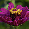 Purple Gian Zinnia by Tamara Becker