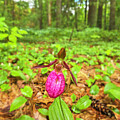 Purple Lady Slipper in New England Forest Landscape  by Juergen Roth