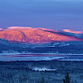 Purple Mountains Majesty - Bear, Mowglis, Oregon by Xine Segalas