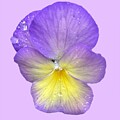 Purple Pansy too by Yvonne M Smith