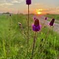 Purple Prairie Clover Photograph by Alex Blondeau Purple Prairie Clover Photograph by Alex Blondeau