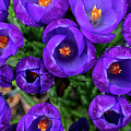 Purple Rain Photograph by Kevin Suttlehan Purple Rain Photograph by Kevin Suttlehan