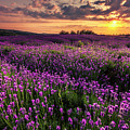 Purple Sea Photograph by Evgeni Dinev Purple Sea Photograph by Evgeni Dinev