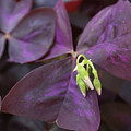 Purple Shamrock Buds Photograph by Heather E Harman Purple Shamrock Buds Photograph by Heather E Harman
