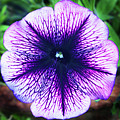 Purple Vein Petunia  by Terence Davis