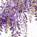 Purple Wisteria on a Windy Day by Joni Eskridge